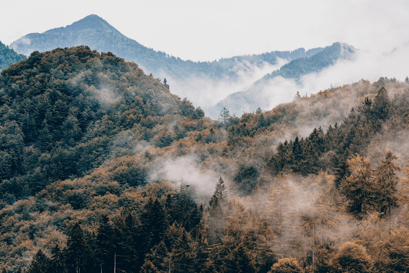 Papier peint forêt montagneuse sous la brume