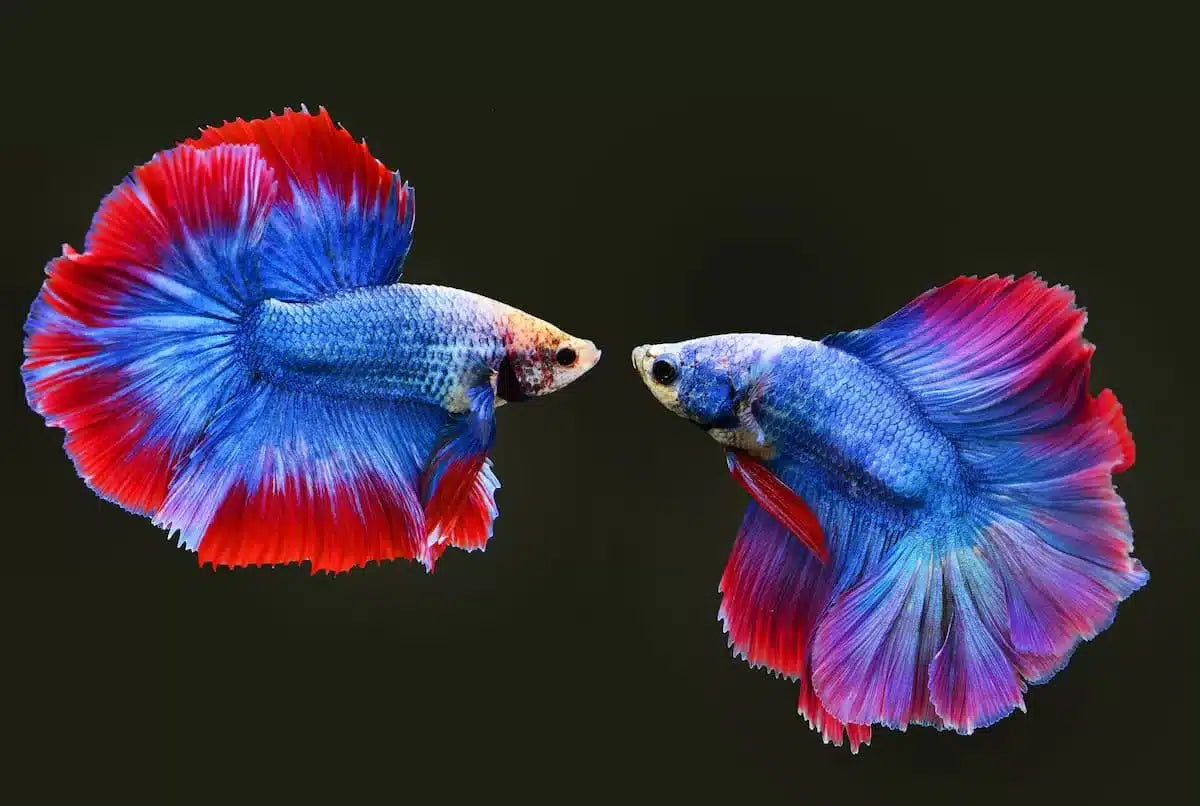 Papier‎ peint‎ abstrait‎ guppy‎ bleu