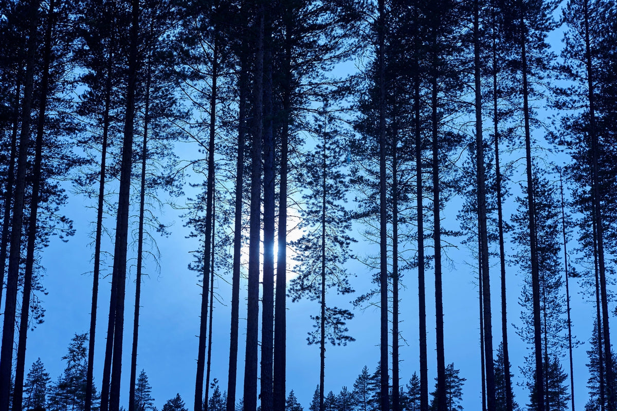 Papier‎ peint‎ pleine‎ lune‎ à‎ travers‎ la‎ forêt