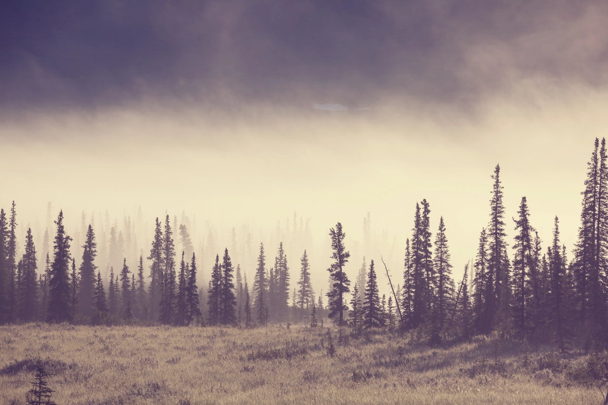 Papier‎ peint‎ brouillard‎ dans‎ la‎ forêt