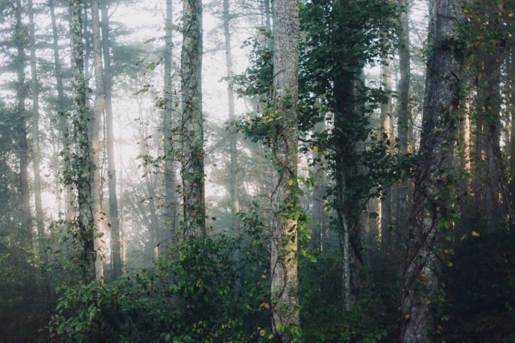 Papier‎ peint‎ paysage‎ forêt‎ dense