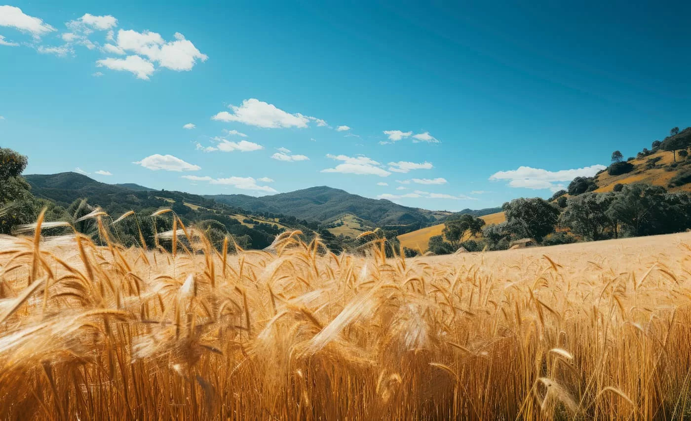 Papier peint paysage panoramique champs de blé