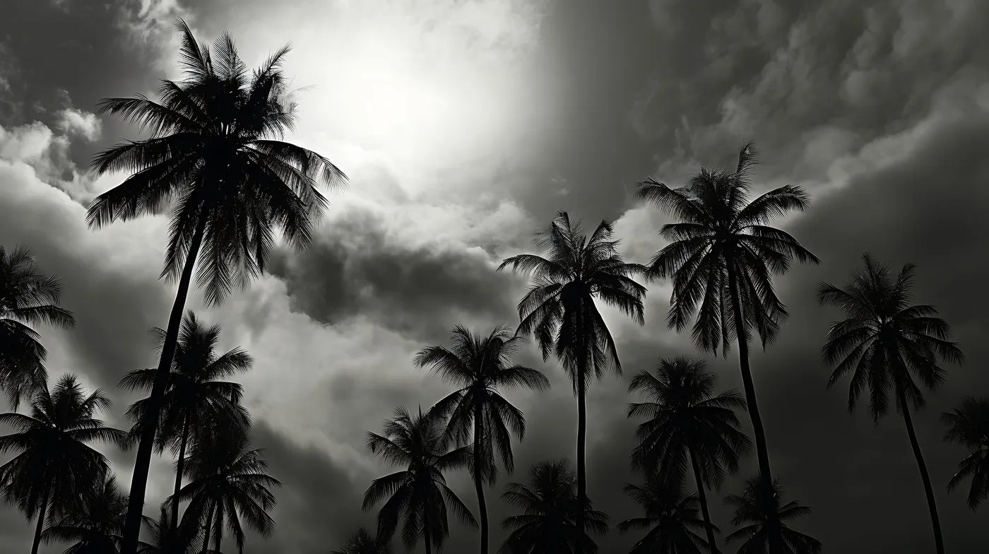 Papier peint noir et blanc palmiers et nuages