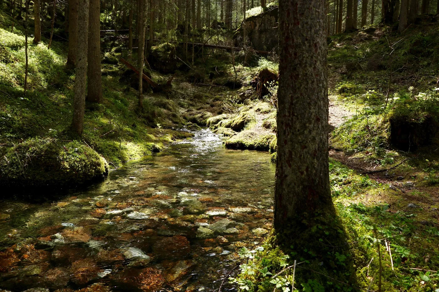 Papier peint paysage panoramique forêt et ruisseau
