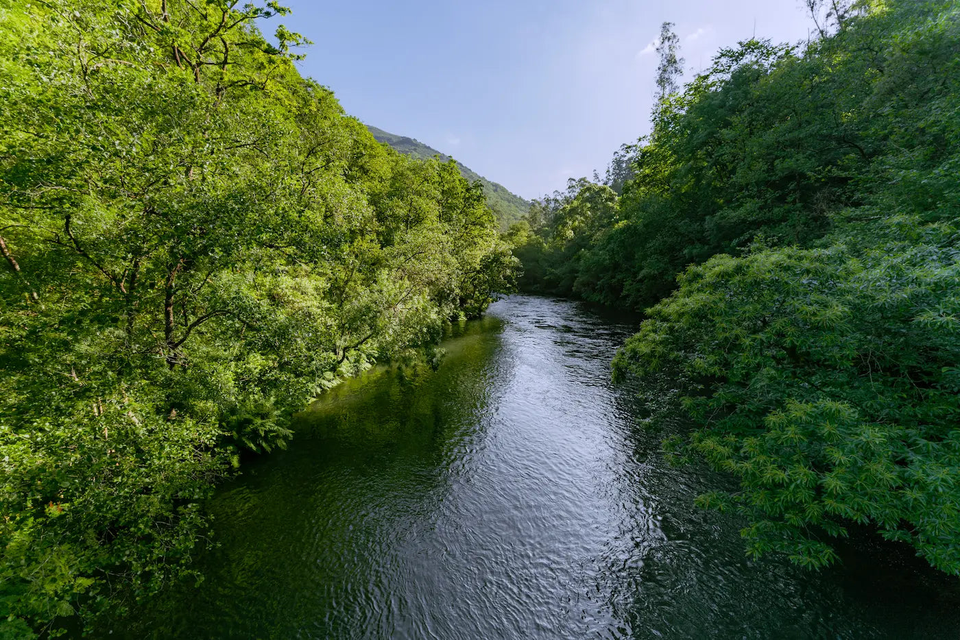 Papier peint panoramique forêt et rivière