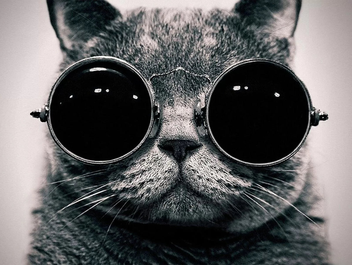 Papier‎ peint‎ chat‎ et‎ lunette‎ de‎ soleil