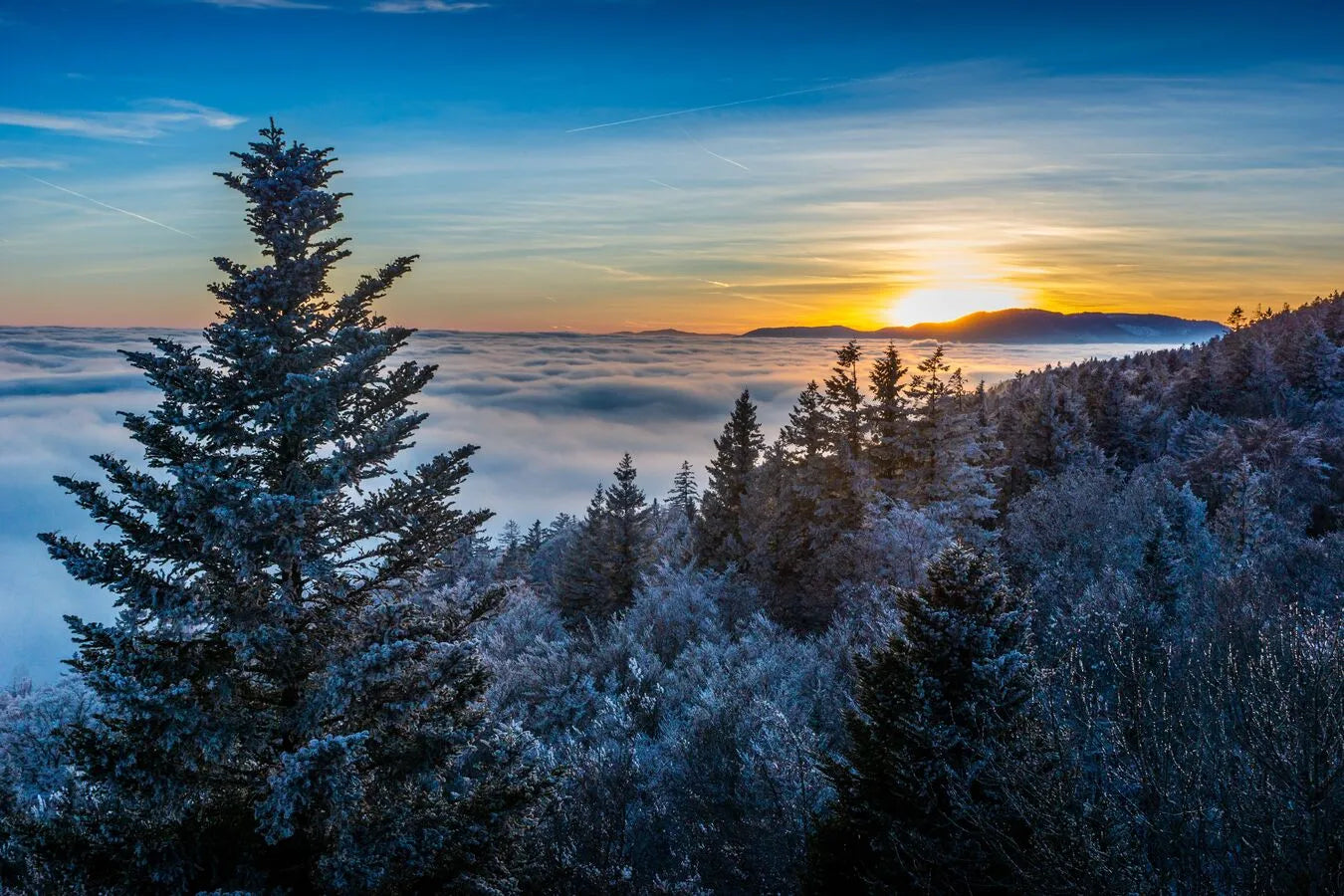 Papier‎‎ peint‎‎ forêt‎‎ de‎‎ montagne‎‎ au‎‎ dessus‎‎ des‎‎ nuages