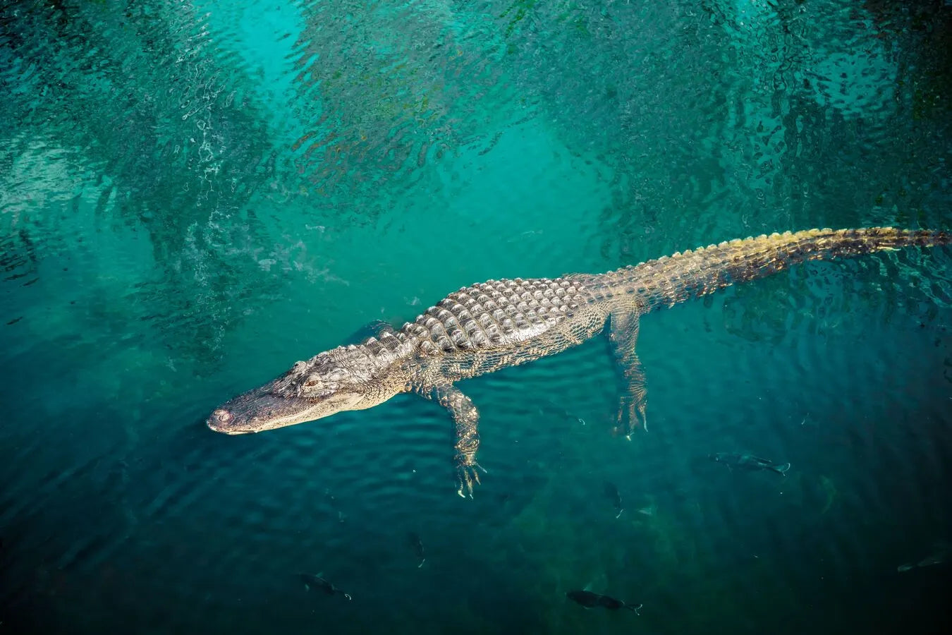 Papier‎ peint‎ crocodile‎ dans‎ l'eau