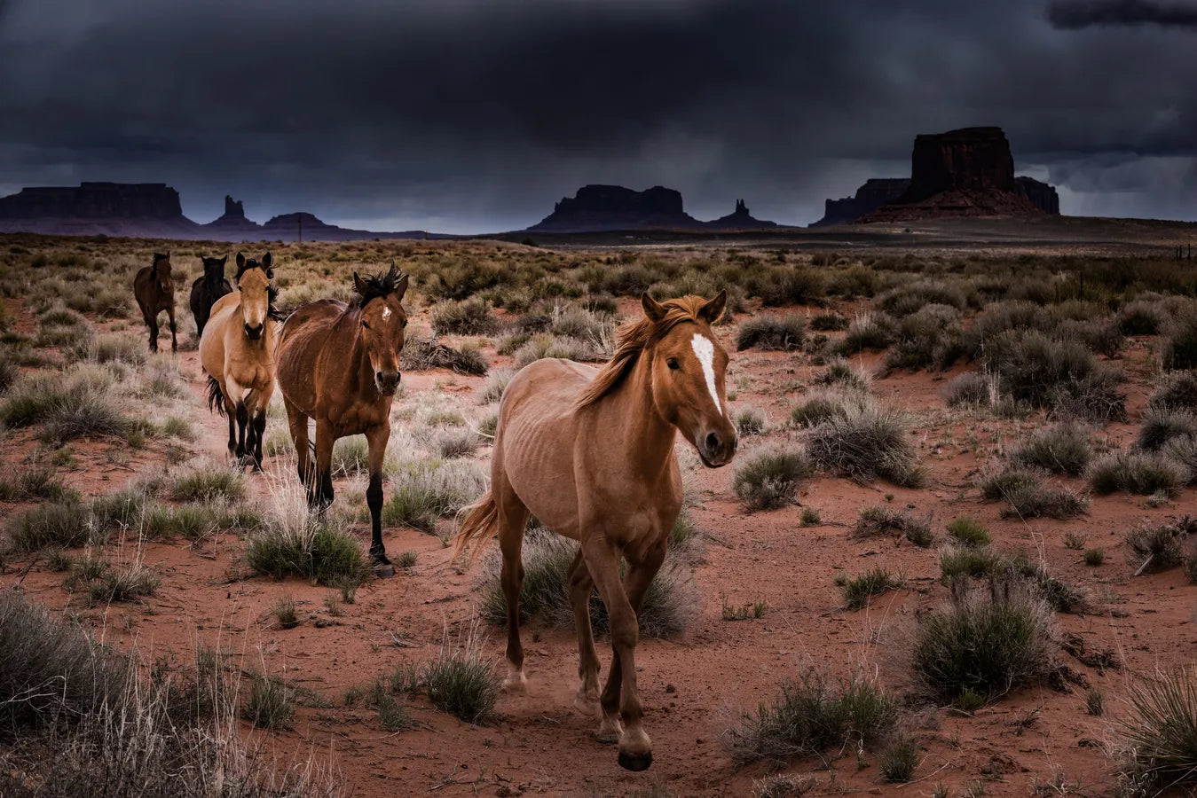 Papier‎ peint‎ chevaux‎ dans‎ la‎ vallée